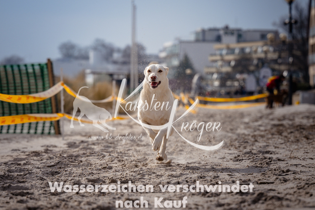 1328_ZZ99275 | kk-dogfotos