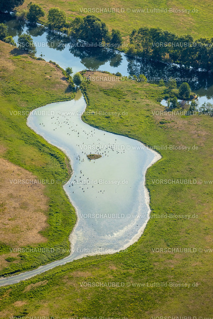 Hamm220805621 | Luftbild, Enten und Gänse im Teich in den Lippeauen, Heessen, Hamm, Ruhrgebiet, Nordrhein-Westfalen, Deutschland