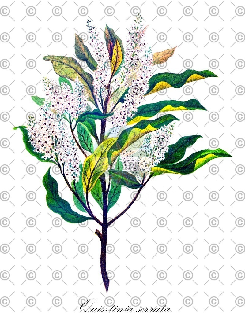 HistAbb_wfo-0000294001_1_ENZY_Simple | Historische Abbildung von Quintinia serrata - Paracryphiaceae | Historical Illustration of Quintinia serrata - Paracryphiaceae