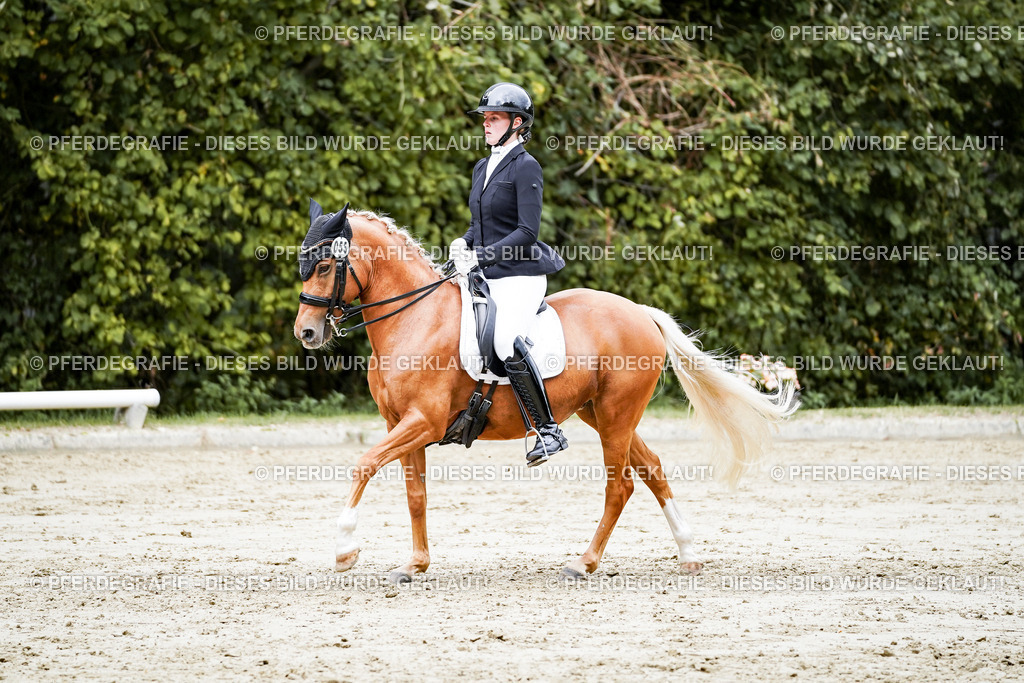 DSC04062 | Pferdegrafie