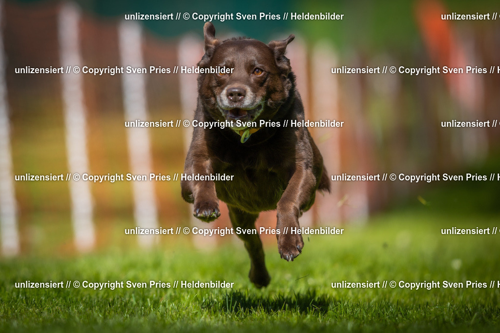 Hunderennen_April_2026_397 | 2026-04-26 - Hunderennen Baden-Oos April 2026 - Realisiert mit Pictrs.com