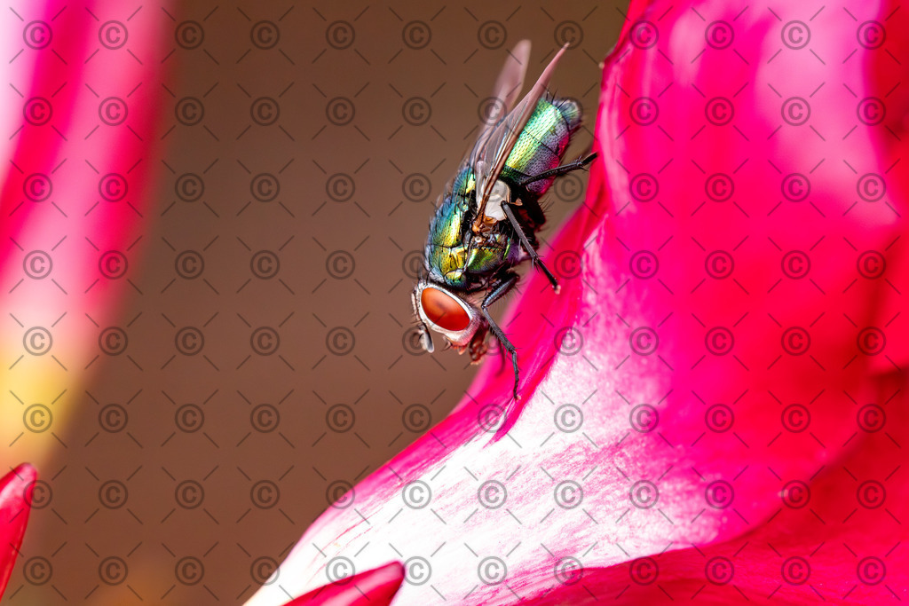 Goldfliege | Eine Goldfliege auf einem Rosenblütenblatt.