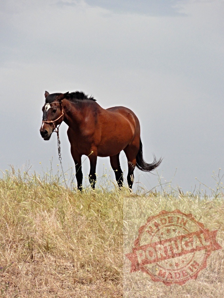 Brown horse standing on grassy hill rural landscape | Brown horse with halter standing on a grassy hill under a neutral sky, looking left - Realisiert mit Pictrs.com