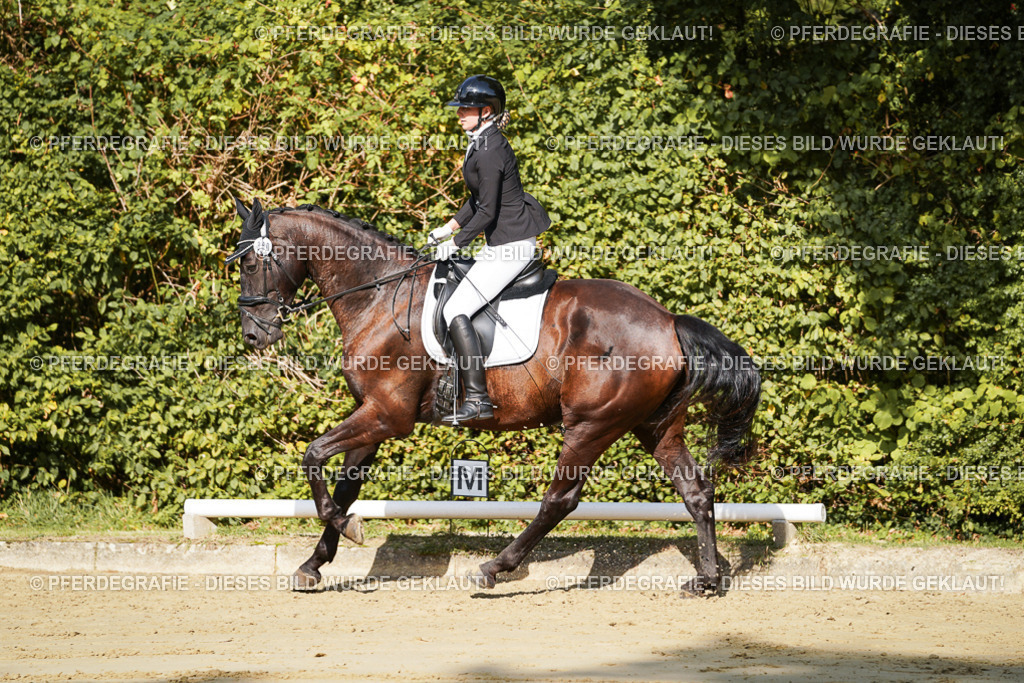 DSC08207 | Pferdegrafie