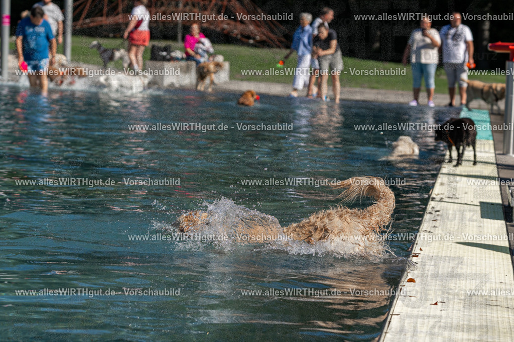 Hundeschwimmen_Volksbad_2026-allesWIRTHgut_Tierfotografie-2609061110-FAY06166 | Professionelle Tierfotografie in Mönchengladbach von Daniel Wirth (allesWIRTHgut). Liebevolle & natürliche Bilder von Hunden & Katzen für unvergessliche Erinnerungen.