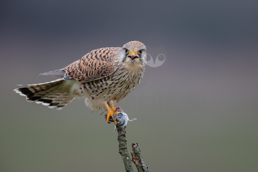20200111-663A6935 | Der Turmfalke ist der am häufigsten vorkommende Falke Mitteleuropas. Der Öffentlichkeit ist er relativ vertraut, da er sich auch Städte und Stadträume als Lebensraum erobert hat und öfter beim „Rüttelflug“ zu beobachten ist.  - Realisiert mit Pictrs.com