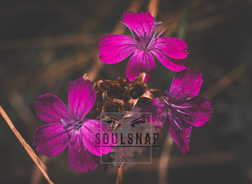 DSC_3981 | SoulSnap Fotografie - Realisiert mit Pictrs.com