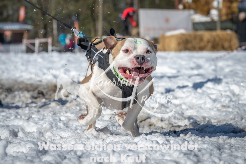 1117_ZZ91334-3 | kk-dogfotos