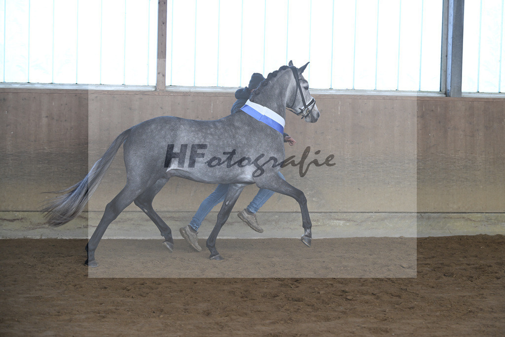 Kat-Nr. 3 Golden Diamond K v. GoldenGray_Koldas_49250289 | hf-fotografie - Realisiert mit Pictrs.com