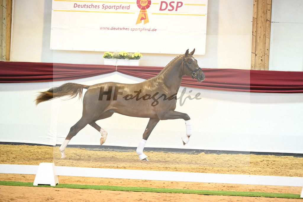 Kat-Nr. 58 v. Vivino_Gestuet Greim_66222320 | hf-fotografie - Realisiert mit Pictrs.com