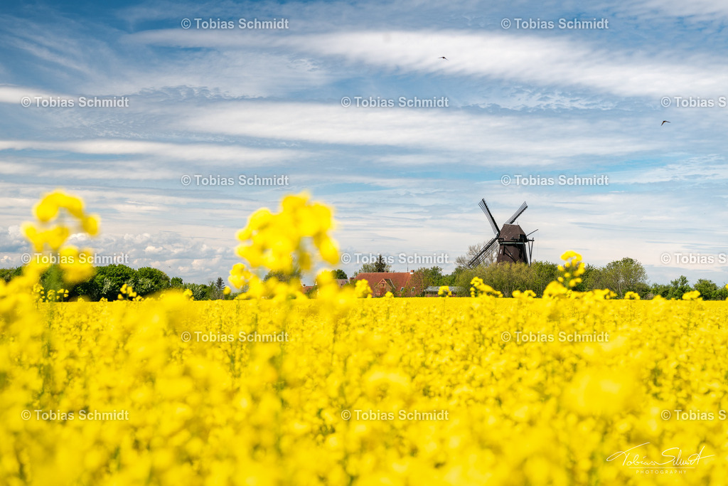 Fehmarn__DSC4261 | Fotoprodukte, Kalender und Wanddeko direkt vom Fotografen auf Fehmarn. Ob Wandbild auf Alu-Dibond, hinter Acrylglas oder auf Leinwand – hier können Sie Ihr Lieblingsbild kaufen. - Realisiert mit Pictrs.com