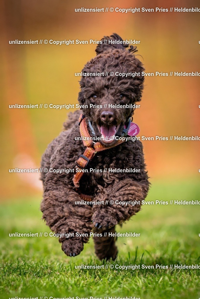 Sven Pries | 2024-09-22 - Hunderennen Baden-BadenPudelverein - Realisiert mit Pictrs.com