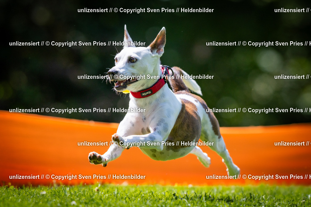 Sven Pries | 2025-08-10 - Hunderennen Durlach - Realisiert mit Pictrs.com