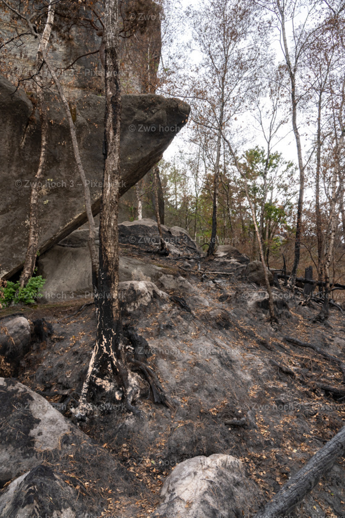 Obere_Affensteinpromenade_Siegfried_Bergfried_Felsen_Birke | 2022-09-02_Waldbrandgebiete_2 - Realisiert mit Pictrs.com