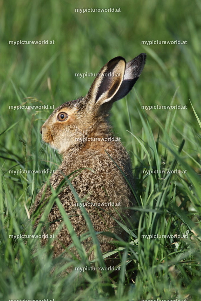 Feldhase-089 | Das Bilderarchiv über Tiere, Planzen und Landschaften. In der Bilddatenbank finden Sie ein große Auswahl an hochwertigen Bilder für Ihre Werbung - Realisiert mit Pictrs.com