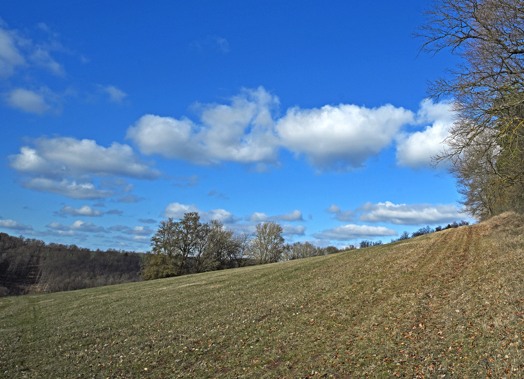 Waldrand01 | lucisnaturbilder - Realisiert mit Pictrs.com