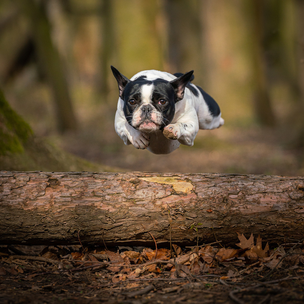 allesWIRTHgut Tierfotografie - 20210327-_AWG3174 | Professionelle Tierfotografie in Mönchengladbach von Daniel Wirth (allesWIRTHgut). Liebevolle & natürliche Bilder von Hunden & Katzen für unvergessliche Erinnerungen.