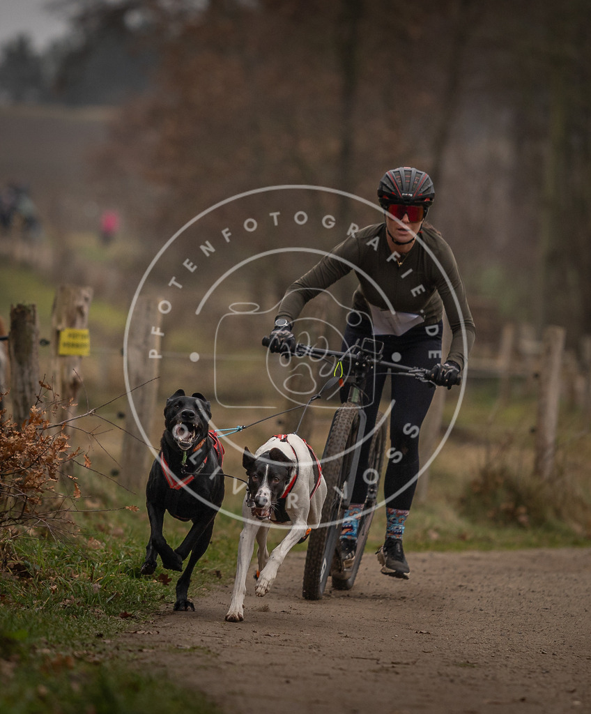 Pfotenfotografie_DV3A3147 | Hundefotografie, Tierfotograf, Pfotenfotografie, Fotoshooting Hund, Hunde Portrait, Hundesport, Hundeportraits, Heideshooting, Hunde, Sportfotograf, Hundefotograf, Turnierhundsport, THS,  - Realisiert mit Pictrs.com