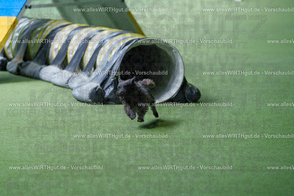 @allesWIRTHgut_Tierfotografie - www.allesWIRTHgut.de - 2604251304-7R503543 | Professionelle Tierfotografie in Mönchengladbach von Daniel Wirth (allesWIRTHgut). Liebevolle & natürliche Bilder von Hunden & Katzen für unvergessliche Erinnerungen.