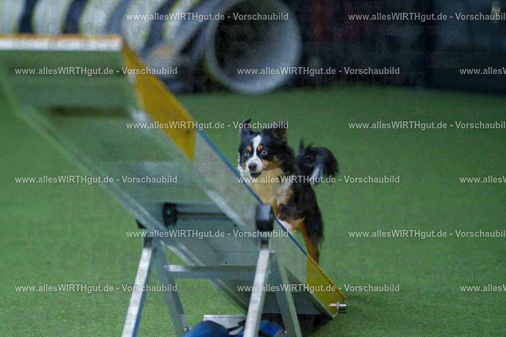 @allesWIRTHgut_Tierfotografie - www.allesWIRTHgut.de - 2604261119-7R509617 | Professionelle Tierfotografie in Mönchengladbach von Daniel Wirth (allesWIRTHgut). Liebevolle & natürliche Bilder von Hunden & Katzen für unvergessliche Erinnerungen.