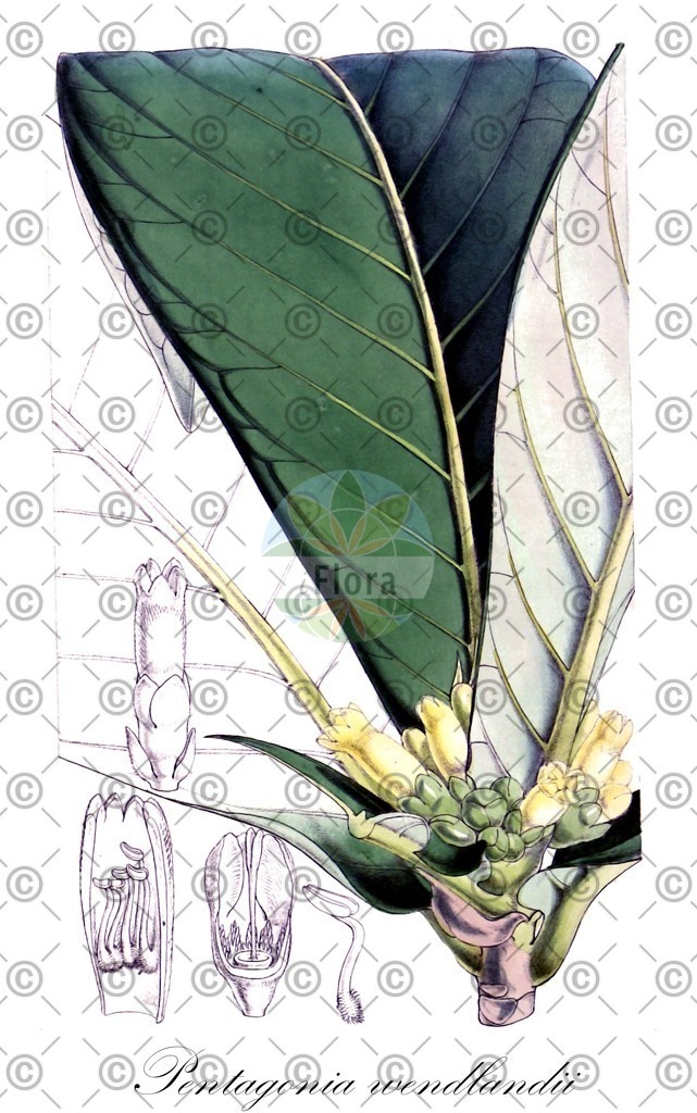 HistAbb_wfo-0000266804_1_ENZY_Simple | Historische Abbildung von Pentagonia wendlandii - Rubiaceae | Historical Illustration of Pentagonia wendlandii - Rubiaceae