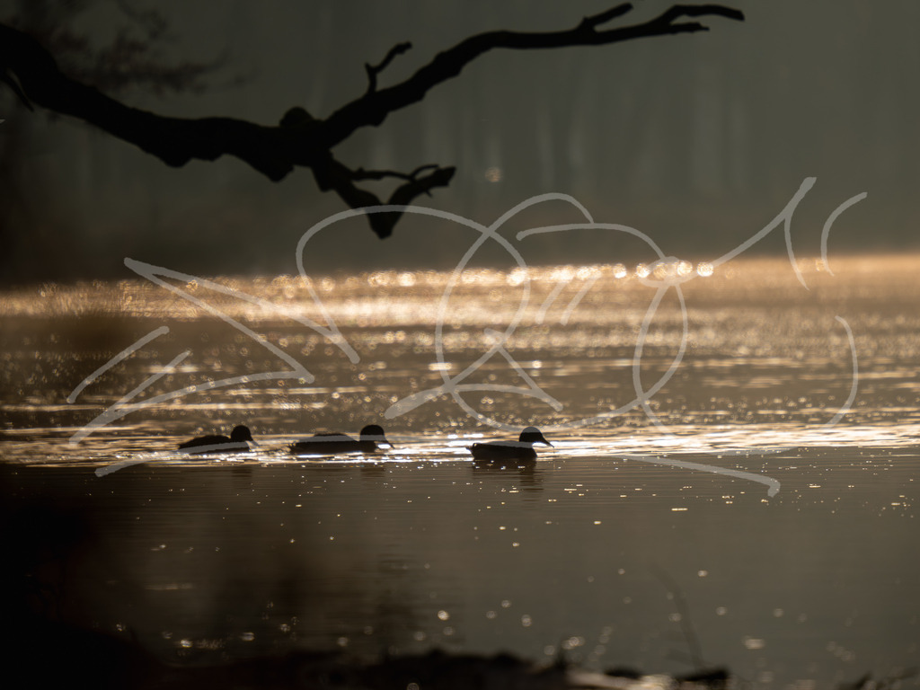 Enten am Ufer | Naturschönheiten aus Deutschland. Pflanzen und Tiere, Insekten und Naturschauspiele. Alle schönen Details, die uns umgeben, fotografiert von Michi Moc.  - Realisiert mit Pictrs.com