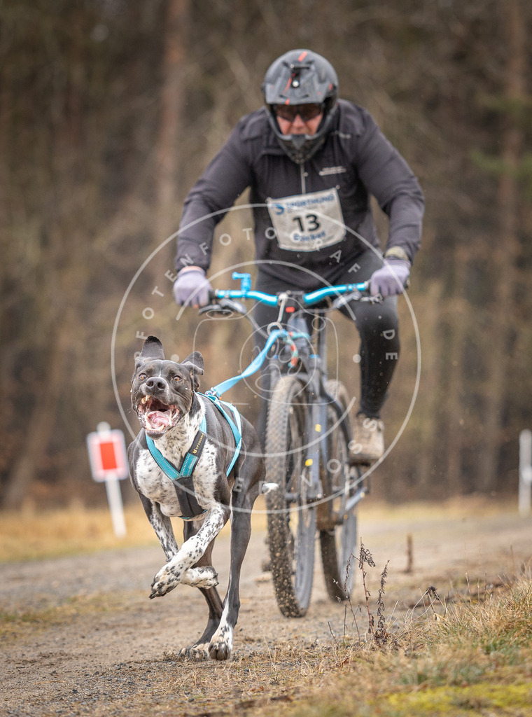 DV3A3231 | Hundefotografie, Tierfotograf, Pfotenfotografie, Fotoshooting Hund, Hunde Portrait, Hundesport, Hundeportraits, Heideshooting, Hunde, Sportfotograf, Hundefotograf, Turnierhundsport, THS,  - Realisiert mit Pictrs.com