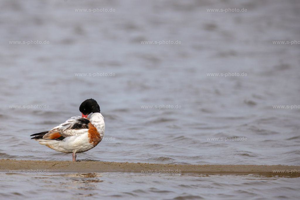 Die Brandgans | eine Brandgans, fotografiert an der Nordsee bei Husum - Realisiert mit Pictrs.com