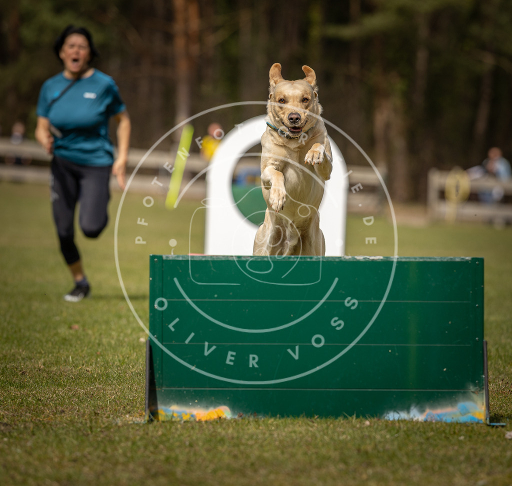 Pfotenfotografie_DV3A8399 | Hundefotografie, Tierfotograf, Pfotenfotografie, Fotoshooting Hund, Hunde Portrait, Hundesport, Hundeportraits, Heideshooting, Hunde, Sportfotograf, Hundefotograf, Turnierhundsport, THS,  - Realisiert mit Pictrs.com