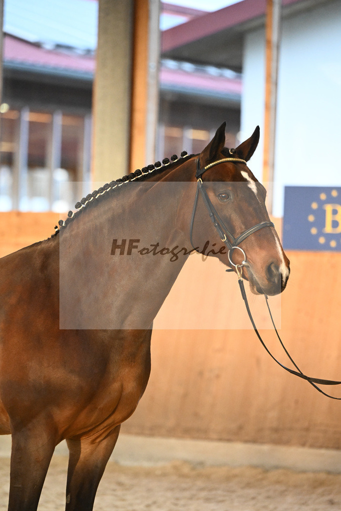 Vigaro_7240880 | hf-fotografie - Realisiert mit Pictrs.com