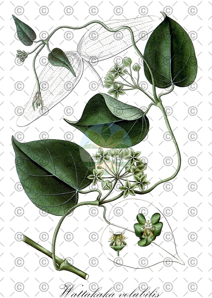 HistAbb_wfo-0000427108_1_ENZY_Simple | Historische Abbildung von Wattakaka volubilis - Apocynaceae | Historical Illustration of Wattakaka volubilis - Apocynaceae