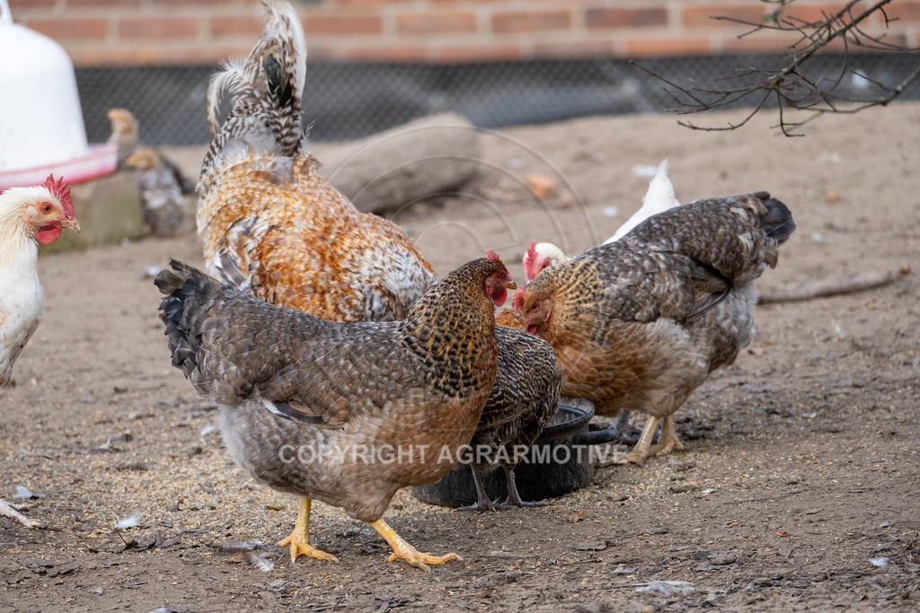 20221029-_DSF9880 | Freilaufende Biohühner in Biohaltung - Realisiert mit Pictrs.com