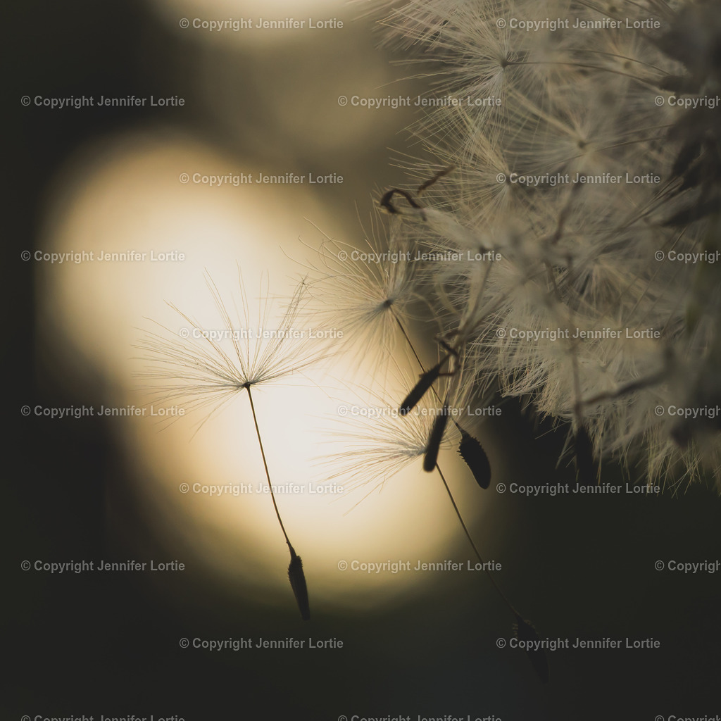Pusteblume im Gegenlicht | Kreative Naturaufnahmen als hochwertige Druckprodukte kaufen. - Realisiert mit Pictrs.com