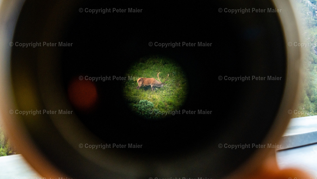 Wildtierbeobachtung_Oberhaus_Erlebnisraum_Wald_23_Peter_Maier-515 | piet_flosse