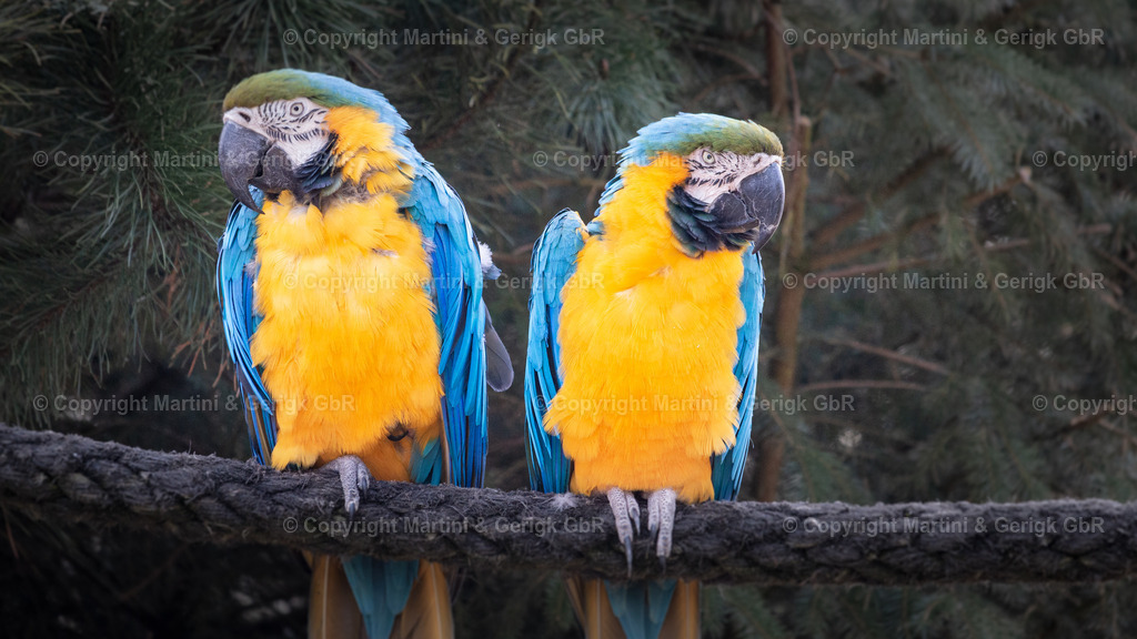 Markus Gerigk_55 | Martini & Gerigk - Realisiert mit Pictrs.com