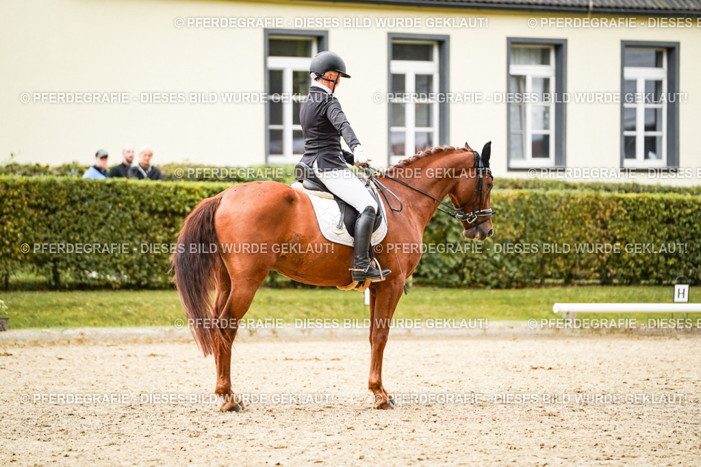 DSC08452 | Pferdegrafie