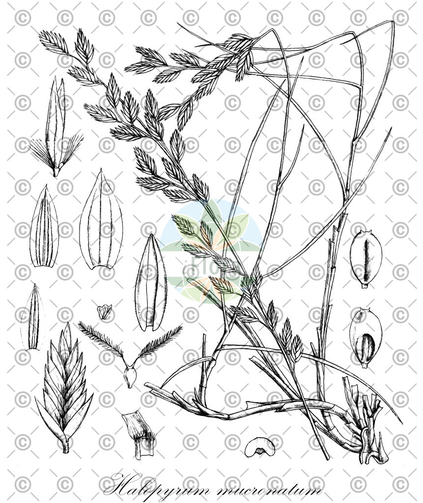 HistAbb_wfo-0000715020_2_ENZY_Simple | Historische Abbildung von Halopyrum mucronatum - Poaceae | Historical Illustration of Halopyrum mucronatum - Poaceae
