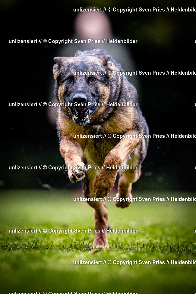 Sven Pries | 2025-10-03 - Hunderennen Obergrombach - Realisiert mit Pictrs.com