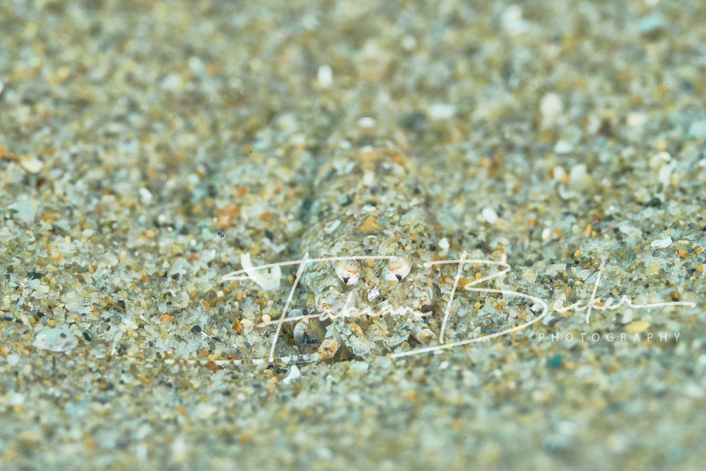 Perfekt versteckt | Einzigartige Wandbilder von faszinierenden Unterwasserwelten. Exklusive Kunst für Empfangsbereiche, Wohnraum oder Wartezimmer. - Realisiert mit Pictrs.com