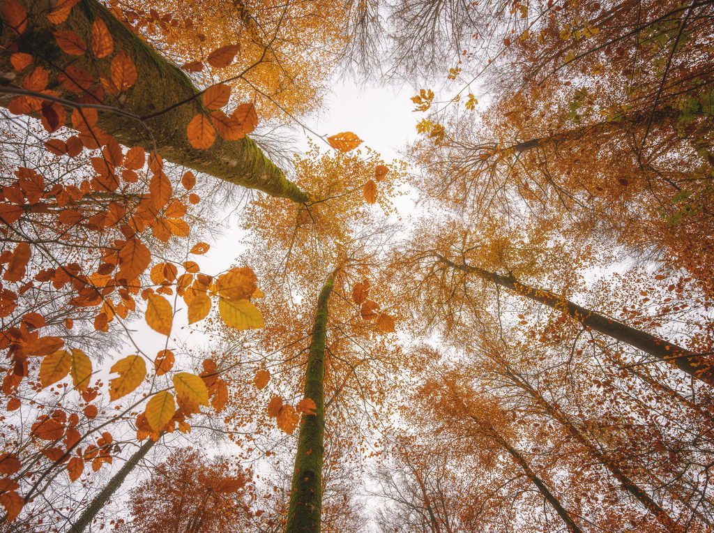 In den Herbst | Blick nach Oben im herbstlichen Wald - Realisiert mit Pictrs.com