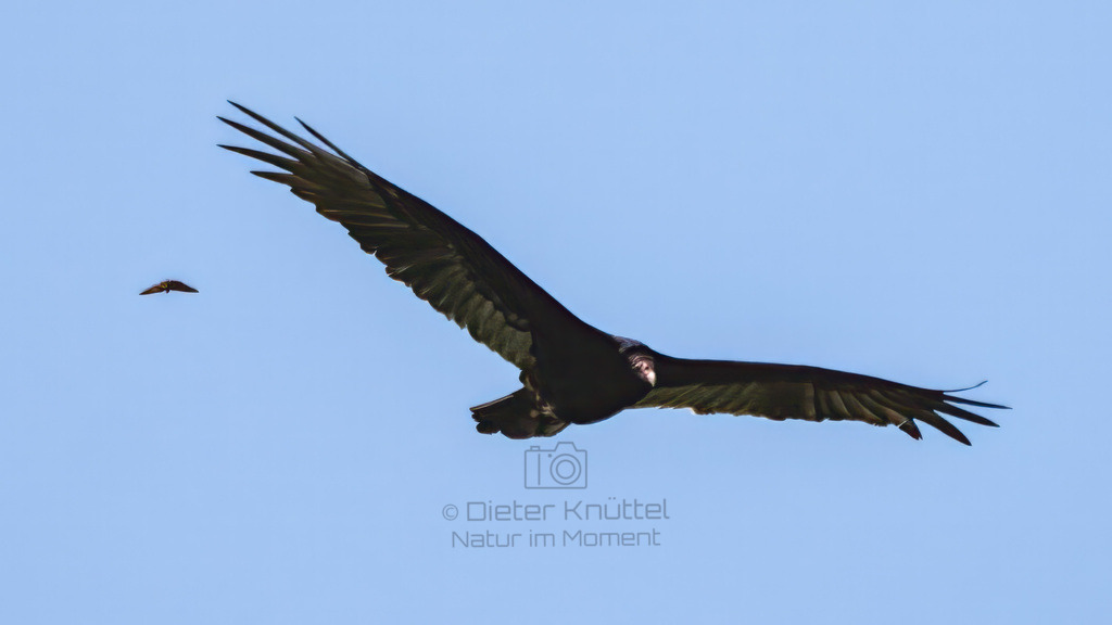 P1637041-Bearbeitet-2023-LR | Natur im Moment - Realisiert mit Pictrs.com