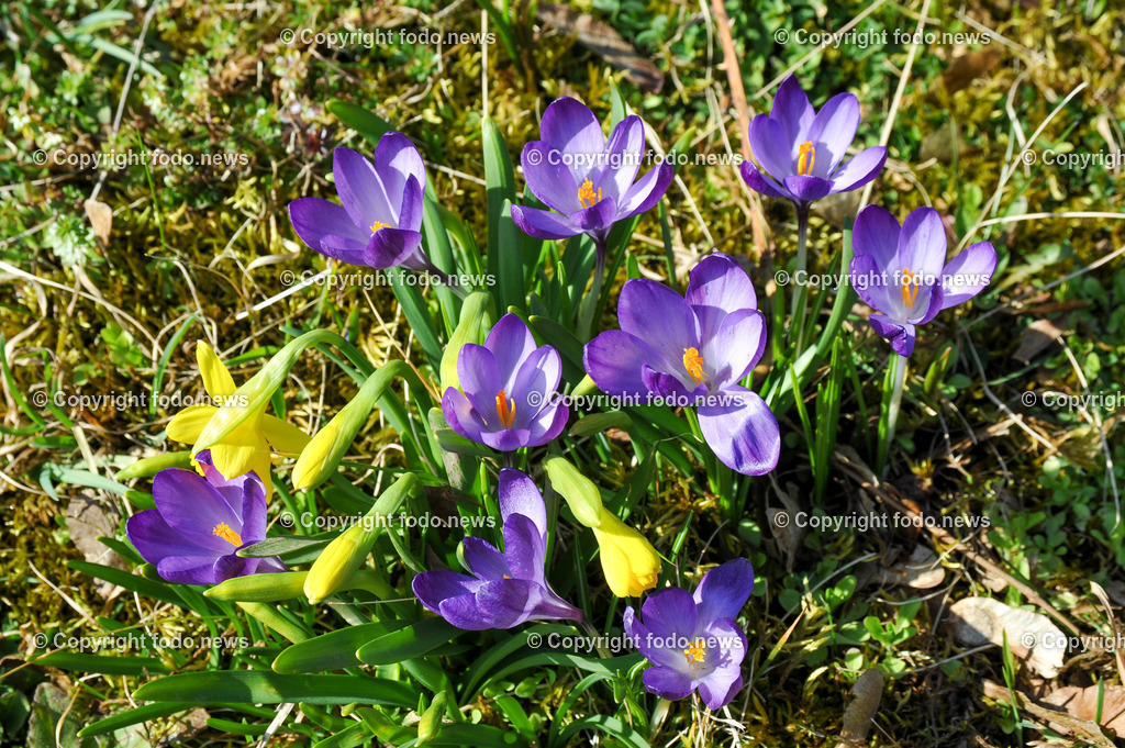 Fruehling_ Blumen_ Fruelingsboten_ 09.03.2025-6 | 09.03.2025, Linz, AUT, Fruehling, Blumen, Fruehlingsboten, im Bild Frühling, Blumen, Frühlingsboten, Fruehling, Fruelingsboten, Krokus, Krokusse, Narzissen, bluehen, warm, Sonne, Waldrand, Wiese, blau, lila, Vorfrühling
