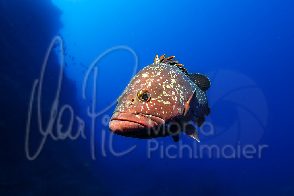 Epinephelus marginatus | DE: Brauner ZackenbarschEN: Dusky grouperES: Mero morenoFR: Mérou noir - Realisiert mit Pictrs.com