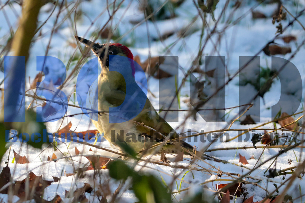 Gruener Specht {date} -  | {headline}



(Foto: Sebastian Sendlak / BOND)

 - Realisiert mit Pictrs.com