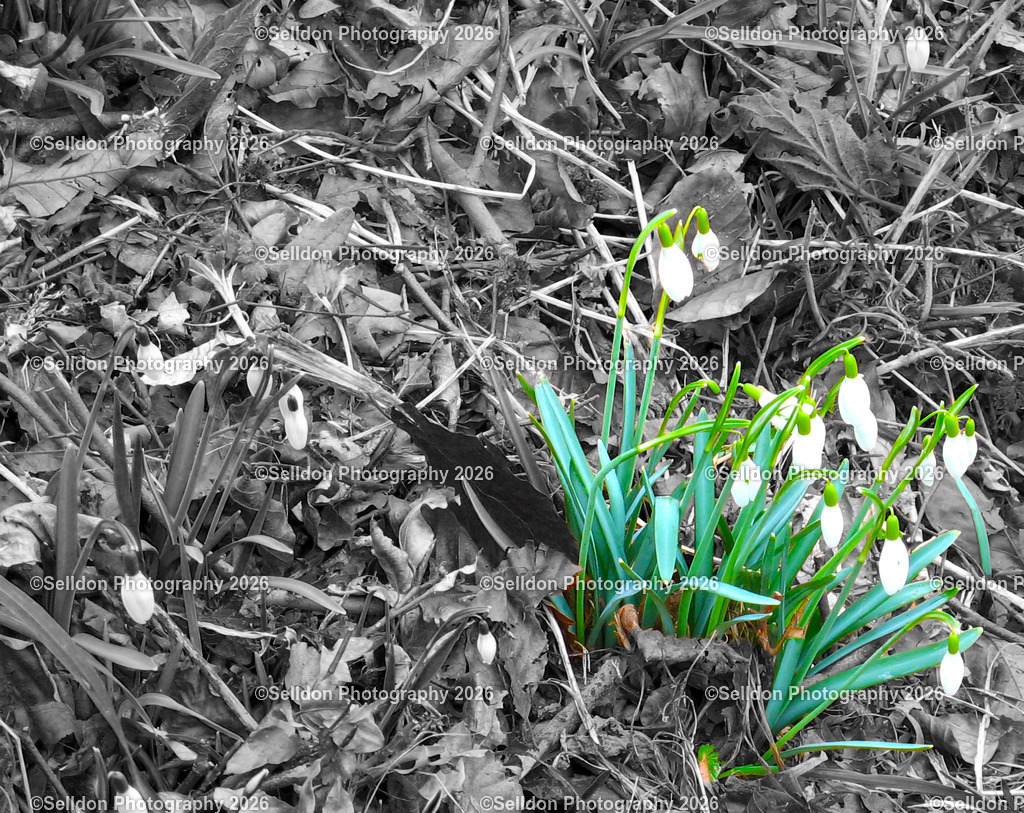 FL00009 | Selldon's Selective Coloration - Realisiert mit Pictrs.com