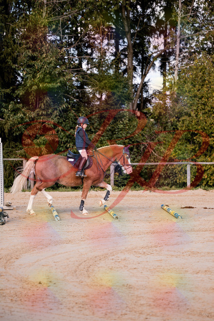 2026_10_03_Siefer-Hof_144417_Z81_17823859 | Professionelle Reitsport-, Turnier- und Eventfotografie von Robert Broda. Galerien mit ausgewählten und bearbeiteten Bildern direkt online ansehen und bestellen.