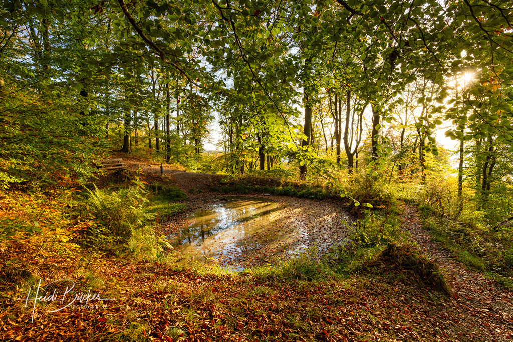 Bruder Teich im Wilzenberg bei Schmallenberg | Bruder Teich -Brauers Deyk- im Wilzenberg bei Schmallenberg - Realisiert mit Pictrs.com