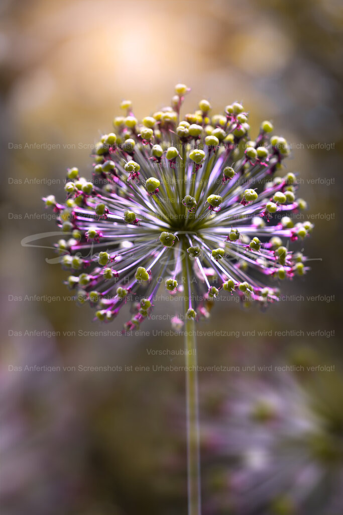 Allium (Zwiebel) Blüte | Exklusive Naturfotografie für stilvolle Wanddekoration ★ Premium Wandbilder Made in Germany ✔️ FineArt Drucke & Downloads ✔️ Brillante Farben, höchste Qualität & weltweiter Versand ✔️ - Realisiert mit Pictrs.com