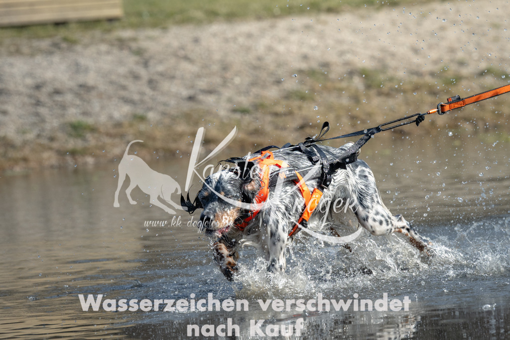 1143_ZZ95944-2 | kk-dogfotos