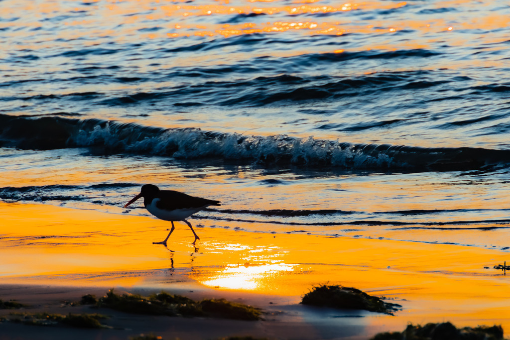Strandwanderer | semigreco - Realisiert mit Pictrs.com